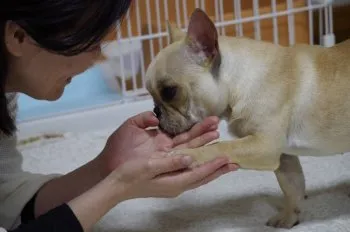 ぶーちゃ 様のお迎えした子犬