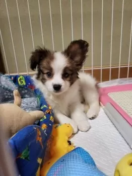 ともやん 様のお迎えした子犬