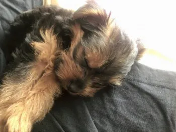 tami 様のお迎えした子犬