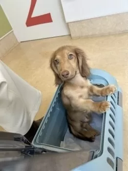 はなふさ 様のお迎えした子犬