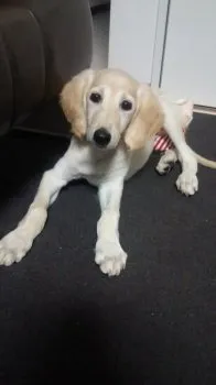 まゆ 様のお迎えした子犬