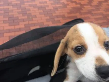 N.N 様のお迎えした子犬