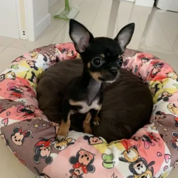 マロパパ 様のお迎えした子犬