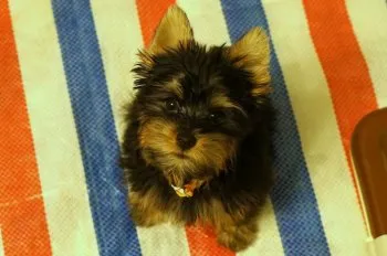 こなつパパ 様のお迎えした子犬