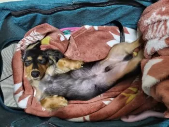 D.T 様のお迎えした子犬