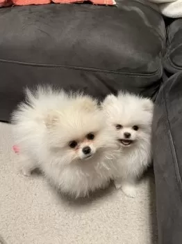 Y.A 様のお迎えした子犬