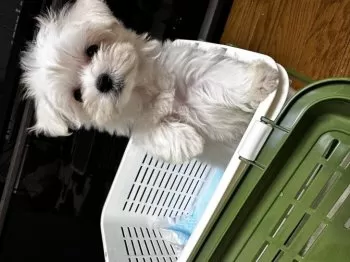 ひみりん 様のお迎えした子犬