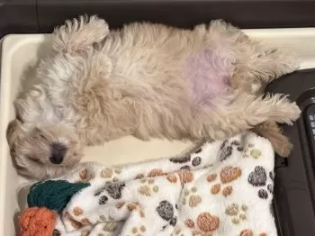 Y 様のお迎えした子犬