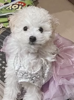 雨の母 様のお迎えした子犬