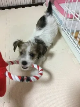 みぽ 様のお迎えした子犬