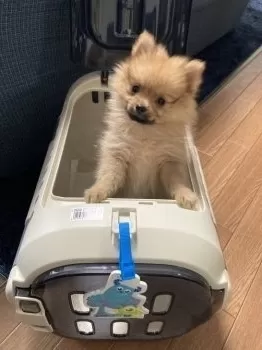ままちゃん 様のお迎えした子犬