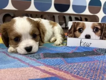 ラテ 様のお迎えした子犬
