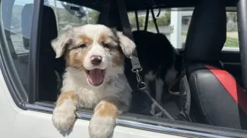 HUSKY 様のお迎えした子犬