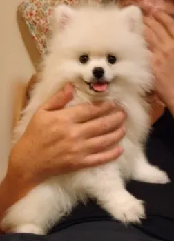 みかりん 様のお迎えした子犬