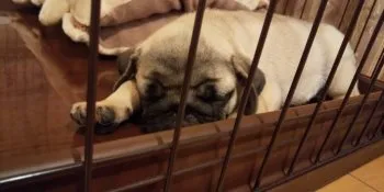 S.O 様のお迎えした子犬