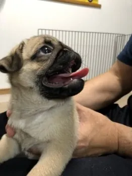 まる子 様のお迎えした子犬