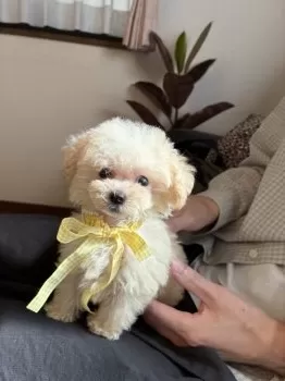 Y.Y 様のお迎えした子犬