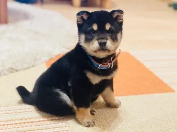 tnk 様のお迎えした子犬