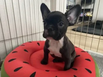 ポテト 様のお迎えした子犬