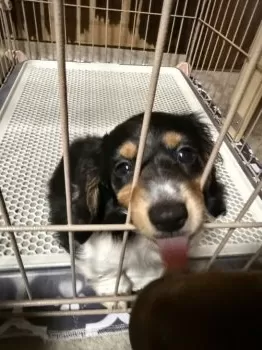 7 様のお迎えした子犬
