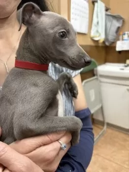 K.K 様のお迎えした子犬