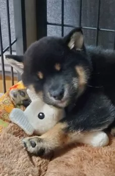 N家の豆柴 様のお迎えした子犬