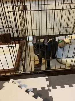 ハシユミ 様のお迎えした子犬