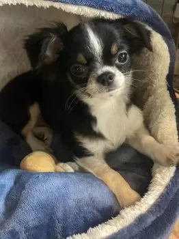 H.K 様のお迎えした子犬
