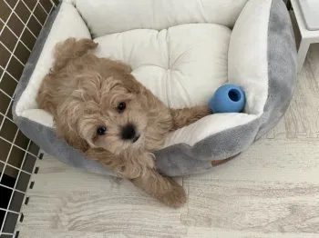 ベンジャミン 様のお迎えした子犬
