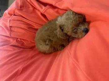 H.I 様のお迎えした子犬