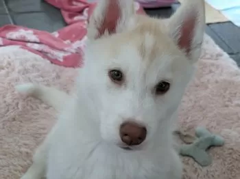 ash 様のお迎えした子犬