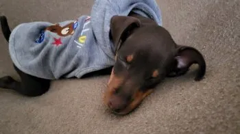 かず 様のお迎えした子犬