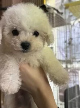 M.T 様のお迎えした子犬