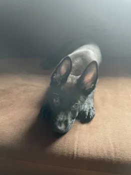 T.Ｉ 様のお迎えした子犬