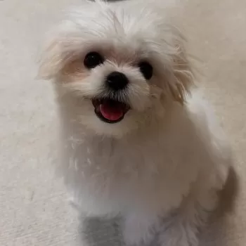 ららちゃん 様のお迎えした子犬