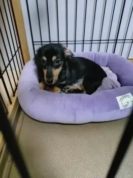 めい 様のお迎えした子犬