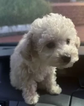 K.M 様のお迎えした子犬