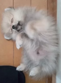 りーさん 様のお迎えした子犬