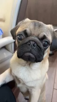 A.Ｉ 様のお迎えした子犬