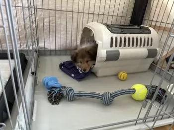 N.S 様のお迎えした子犬