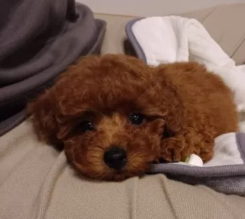 N.H 様のお迎えした子犬