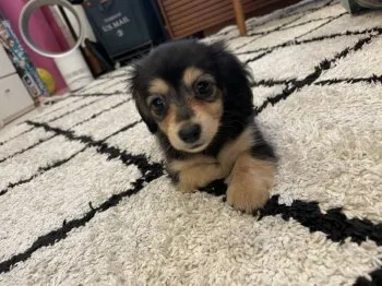 N.I 様のお迎えした子犬