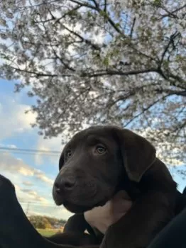 すずかりん 様のお迎えした子犬