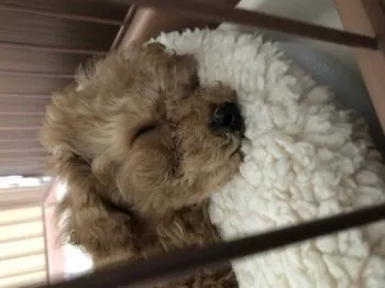 ピノ 様のお迎えした子犬