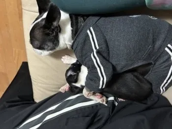 Y.K 様のお迎えした子犬