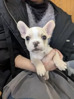 J.A 様のお迎えした子犬