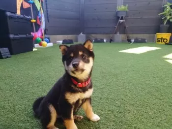 M.M 様のお迎えした子犬