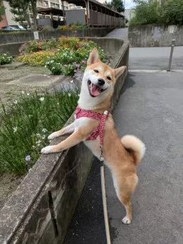 K.A 様のお迎えした子犬