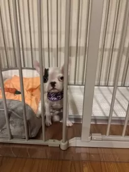 K.O 様のお迎えした子犬