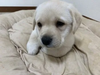 C.I 様のお迎えした子犬